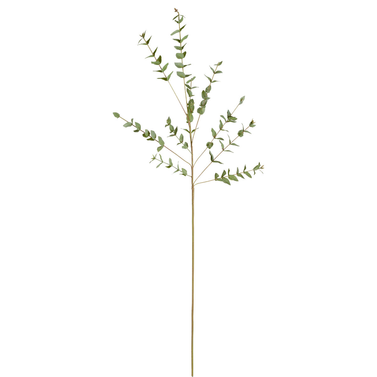 - Branche d'eucalyptus parvifolia H90
