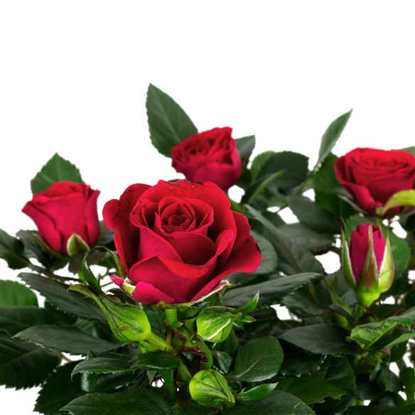 Rose, Rosa hybrid, Blüte: rot