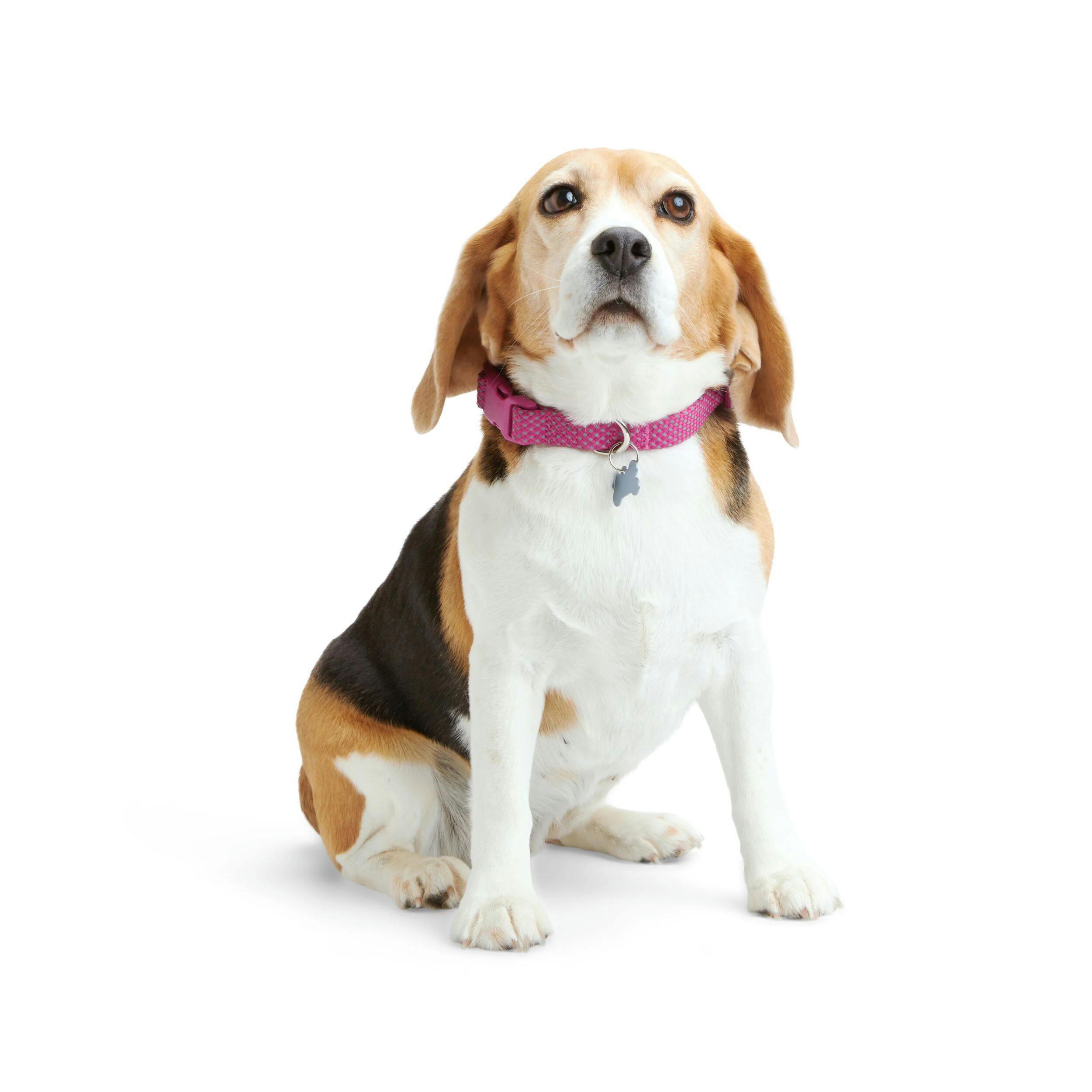 Petco Pink Woven Adjustable Reflective Dog Collar