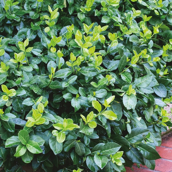 Kriechspindel, Euonymus fortunei »Coloratus«, weiß, winterhart