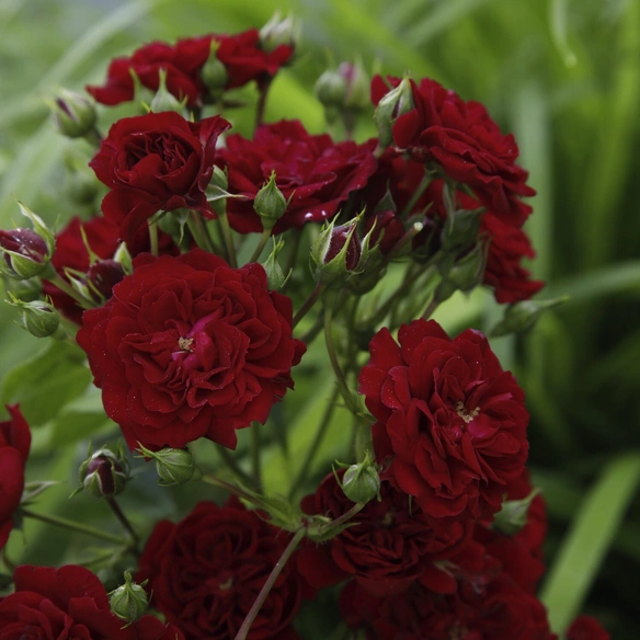 Kletterrose, Rosa »‘Crimson‘ Siluetta®«, Blütenfarbe: rot