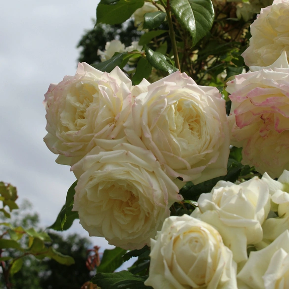 Kletterrose Rosa »Alaska®«