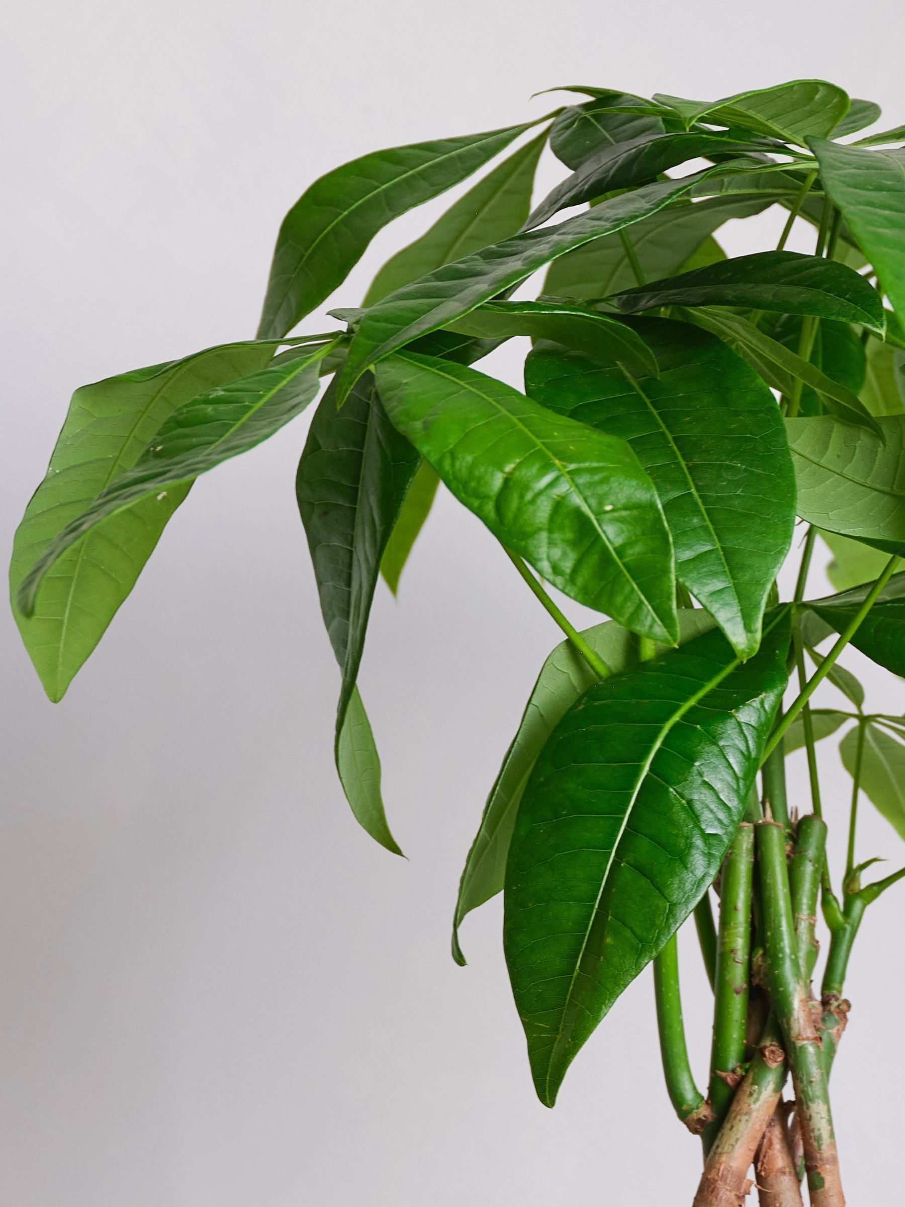 Beards & Daisies Pink Real Money Tree in Ribbed Pot