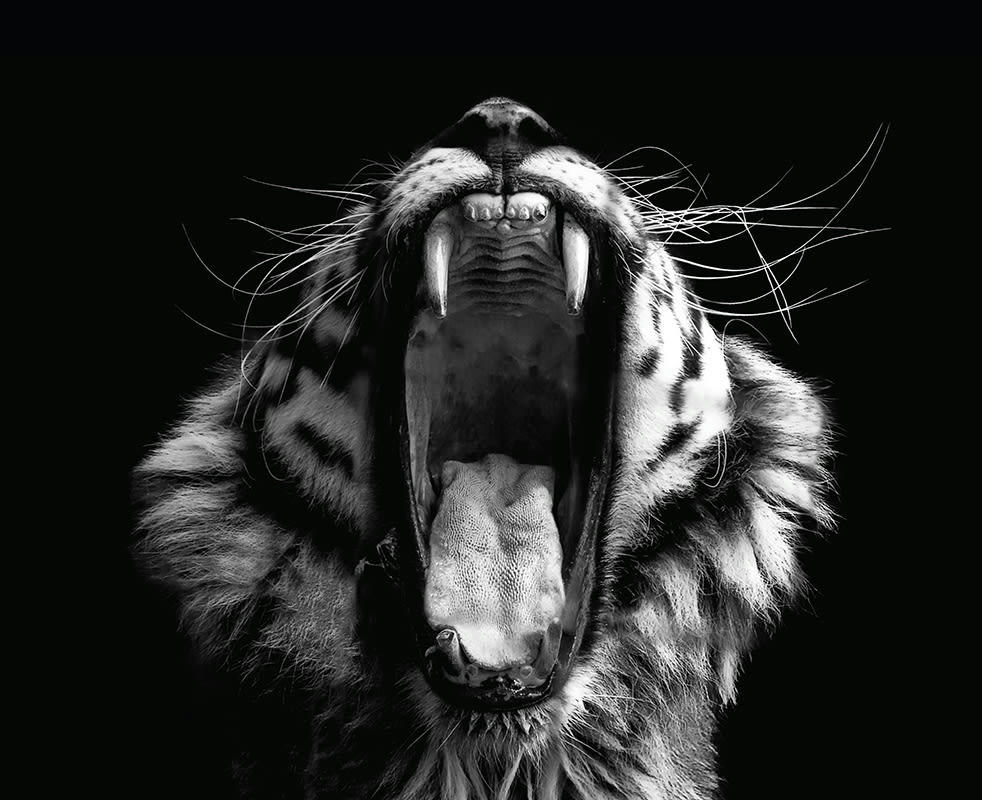 - Tableau sur toile tigre 40x50