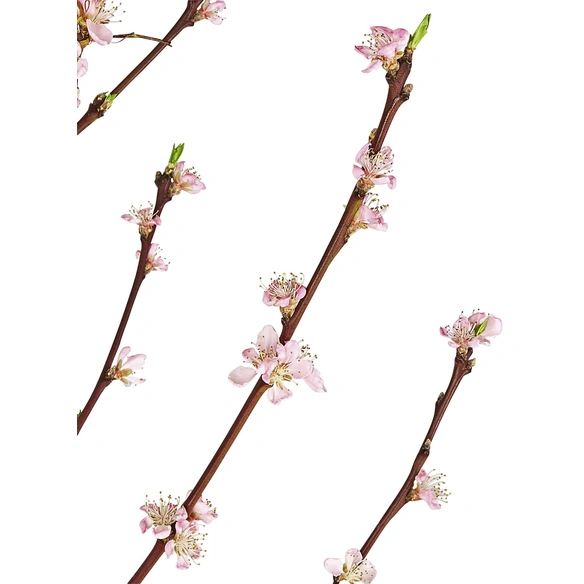 Tellernektarine, Prunus nuciperisa »Paraguayo P´Camprils«, Früchte: süß