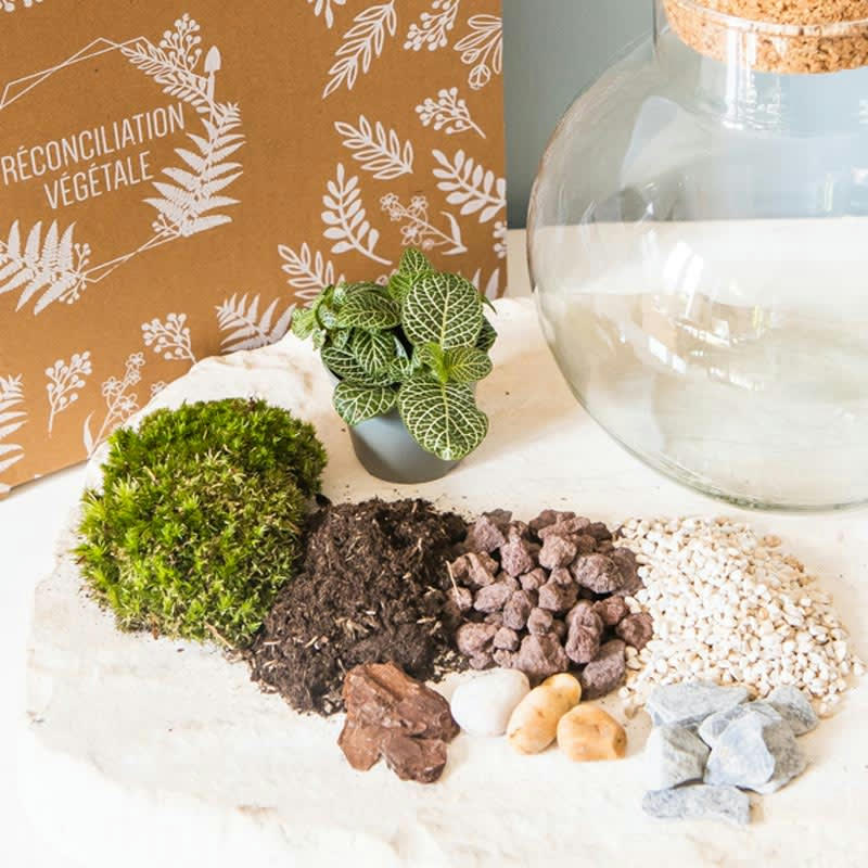 DIY - Kit pour terrarium 1 fittonia vert