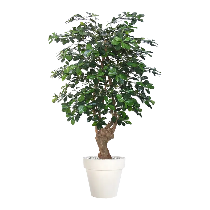 Kunstpflanze Buxifolia