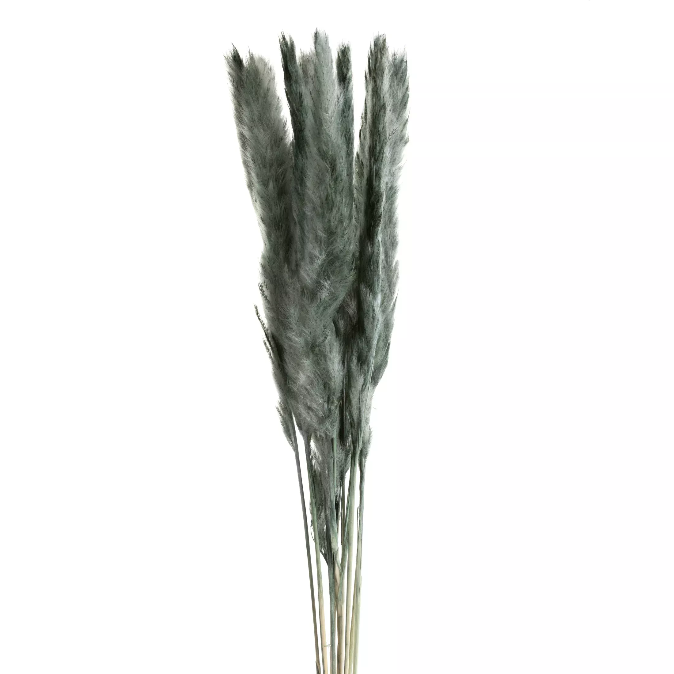 Suszona trawa pamapasowa, miętowa pęczek ok 10 szt. 75 cm