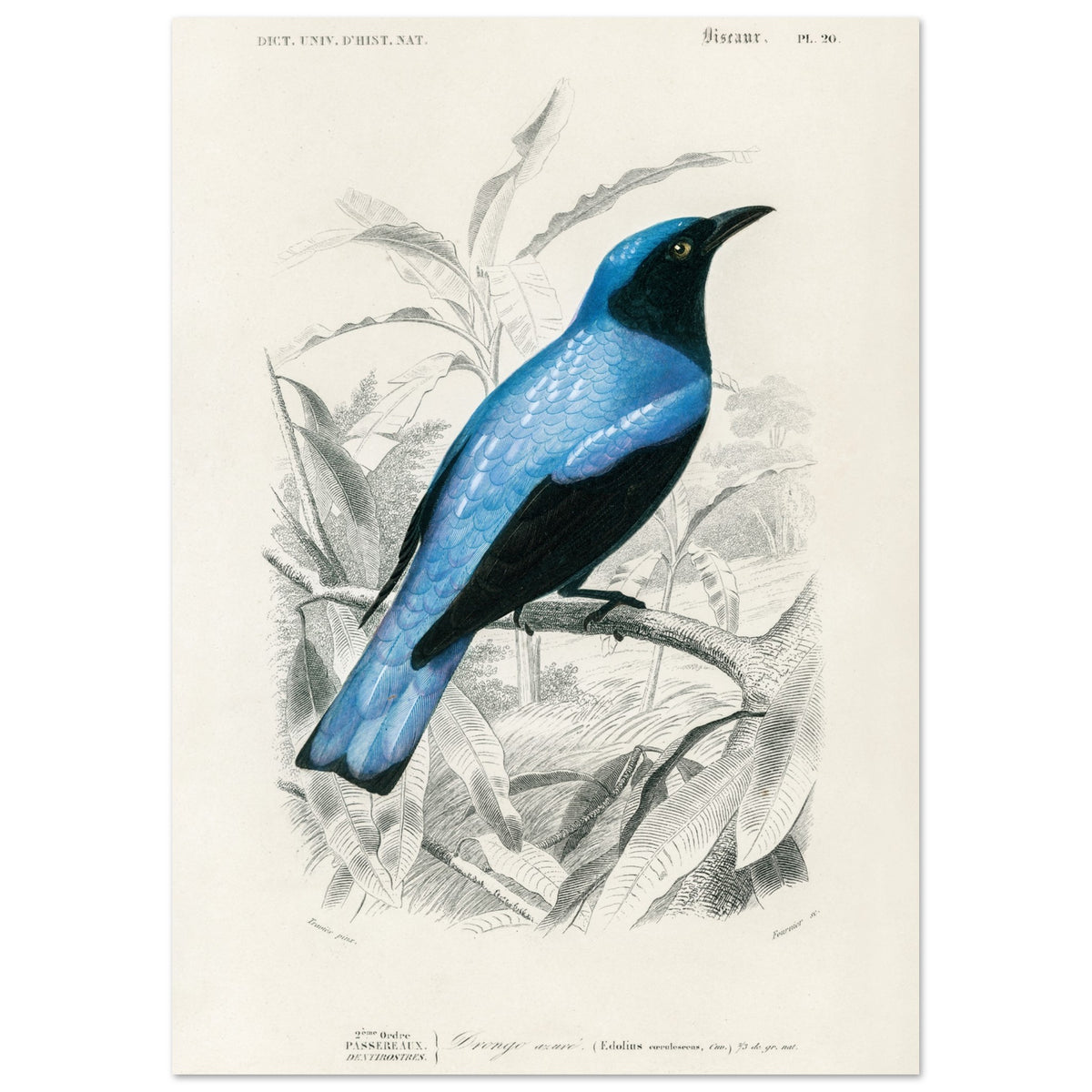 Artfulprints Poster Charles Dessalines d'Orbigny - Square-tailed drongo (Edoius caerulescens)  - A4 21x29.7 cm - Blauw