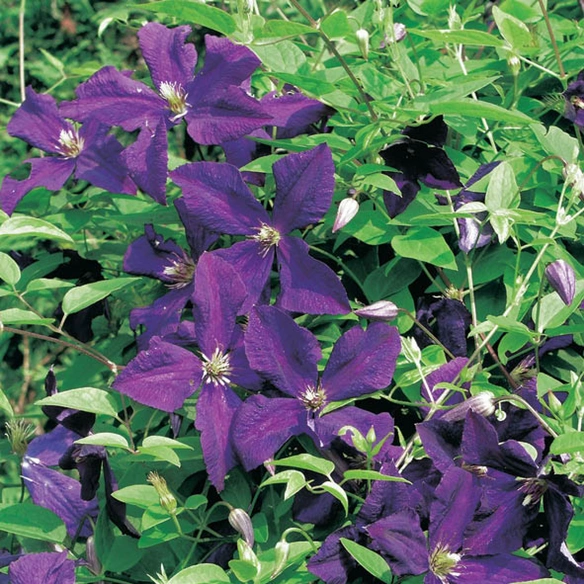 Waldrebe, Clematis »Lila«, Blüte: violett