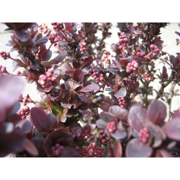 Berberitze, Berberis thunbergii »Concorde«, Blätter: violett, Blüten: gelb
