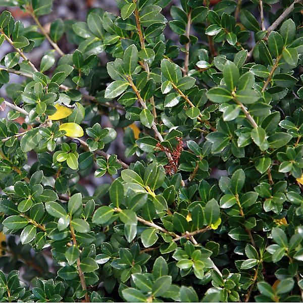2 x Houx crénelé 'Green Lustre' - Ilex crenata 'Green Lustre'- 25-30 cm pot