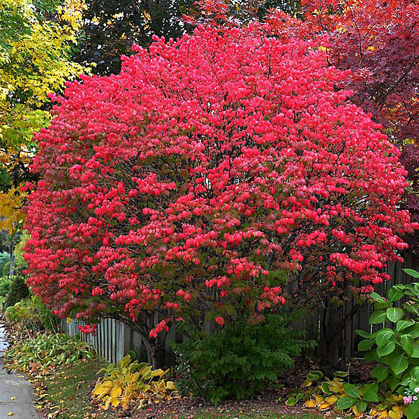 Fusain ailé - Euonymus alatus- 60-80 cm pot