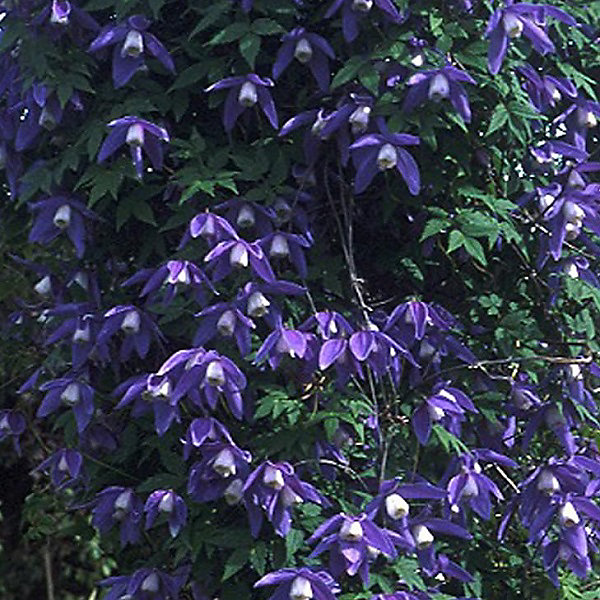2 x Clématite des Alpes 'Frankie' - Clematis alpina 'Frankie'- 50-60 cm pot
