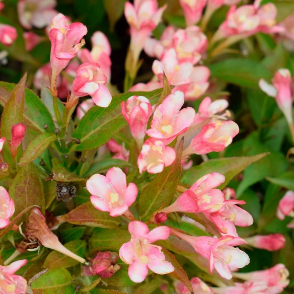 Zwerg-Weigelie, mehrjaehrig, rosa