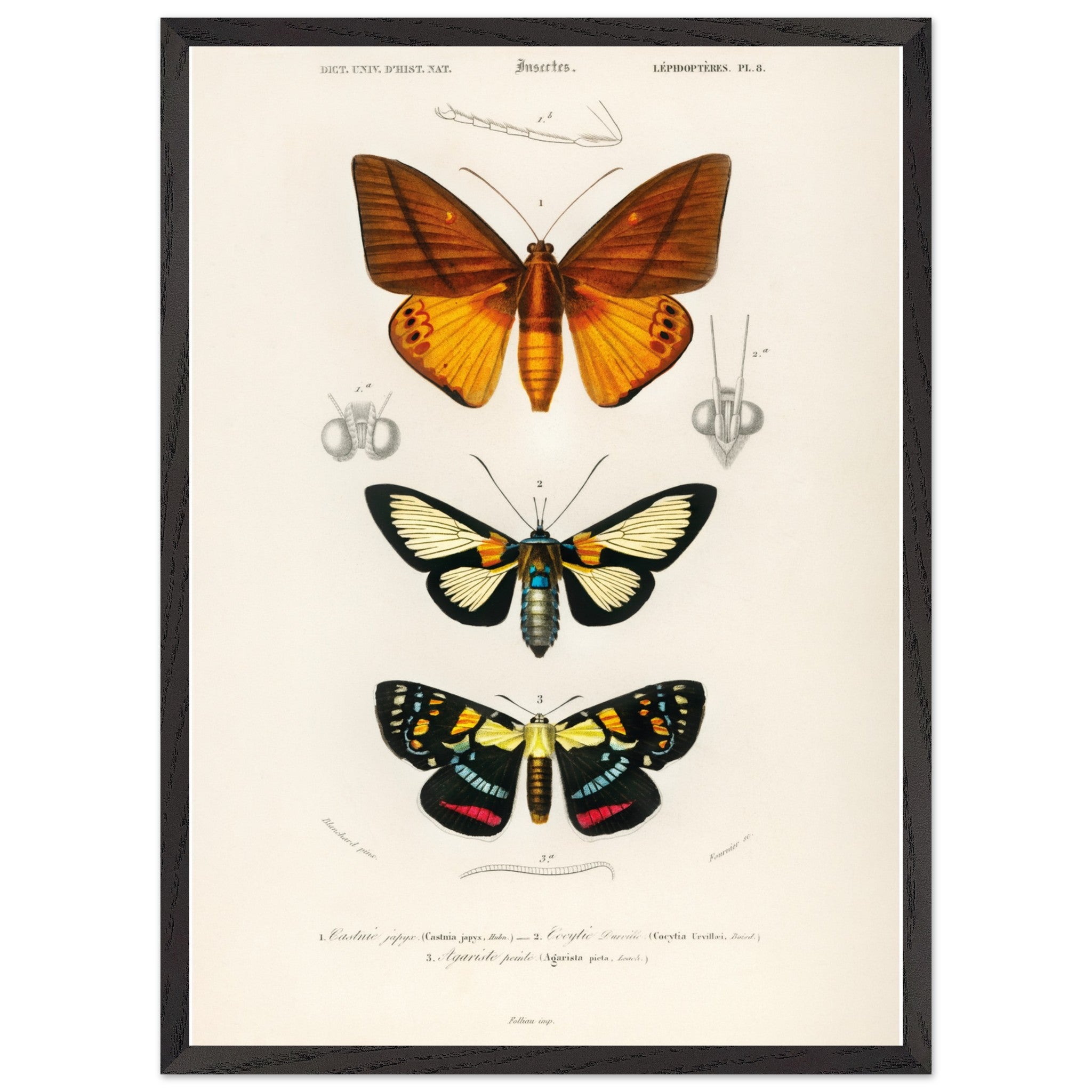 Artfulprints Poster met Lijst Charles Dessalines d'Orbigny - Collection of moths  - 50x70 cm - Oranje