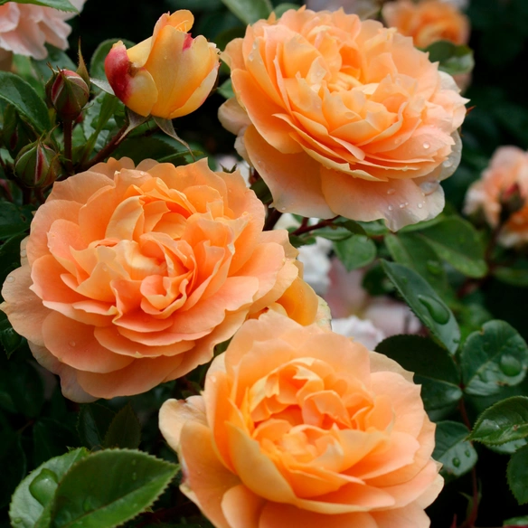 Beetrose, Rosa »Schöne vom See®«, Blüte: apricot, gefüllt