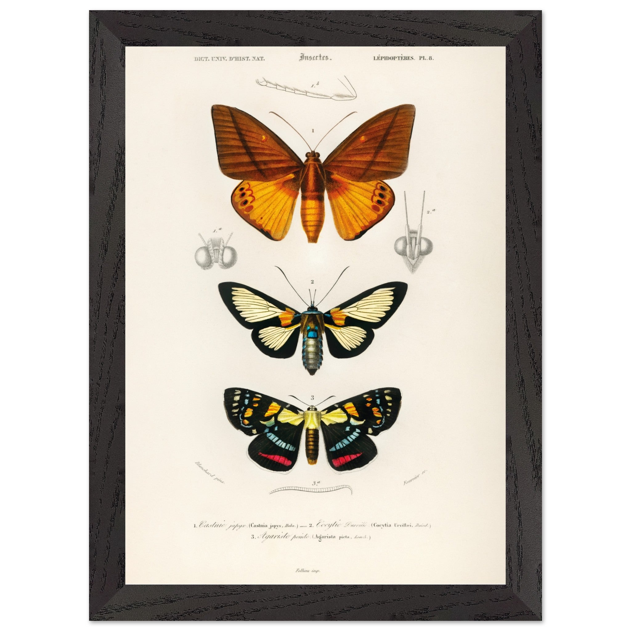 Artfulprints Poster met Lijst Charles Dessalines d'Orbigny - Collection of moths  - A4 21x29.7 cm - Oranje