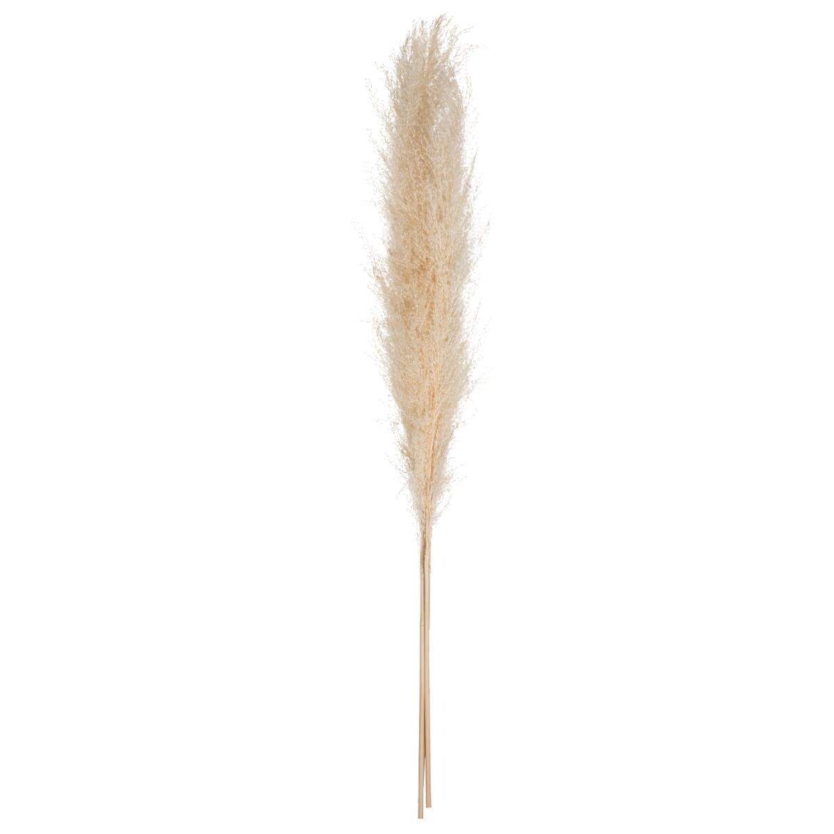 3 dried flowers "Natural Pampa" H.110 cm