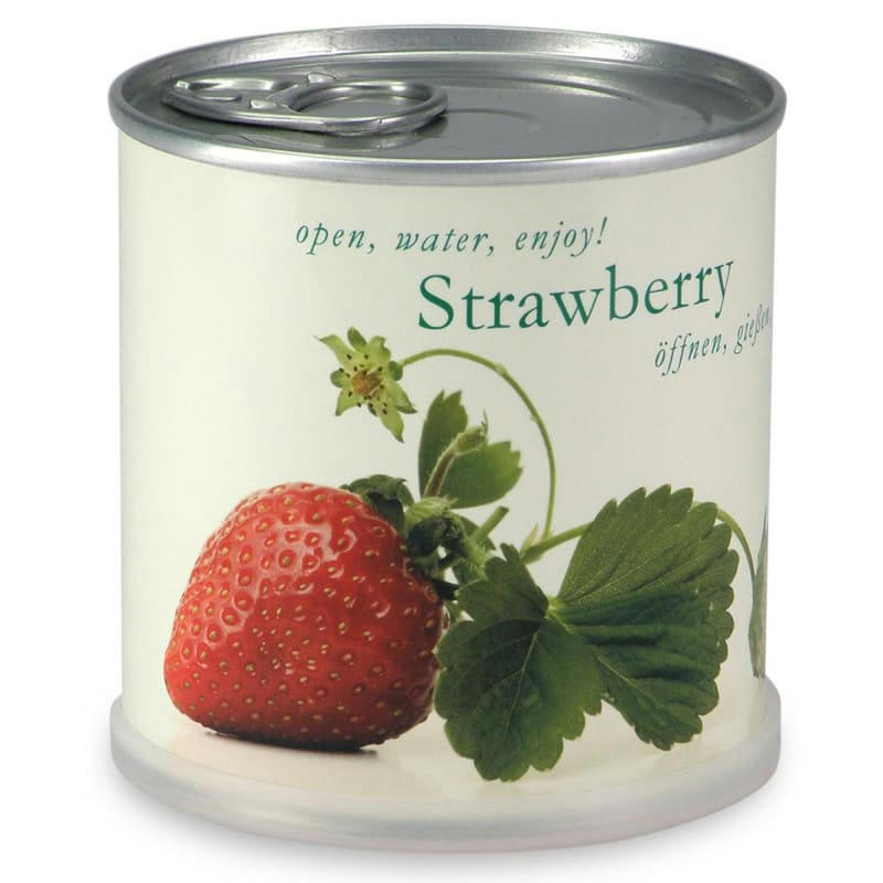 - Fraises à faire pousser en boite