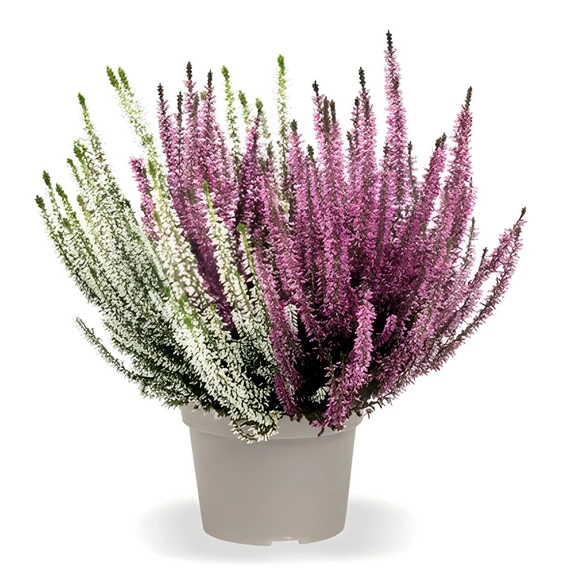 Besenheide, Calluna vulgaris »Twin«, max. Wuchshöhe: 25 cm, Blüte: zweifarbig