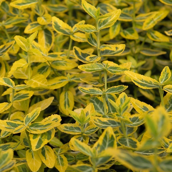 Spindelstrauch, Euonymus fortunei »Emerald Gold«, winterhart