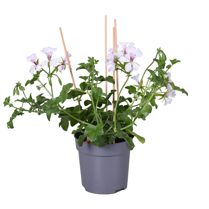Géranium Lierre à fleurs simples en pot