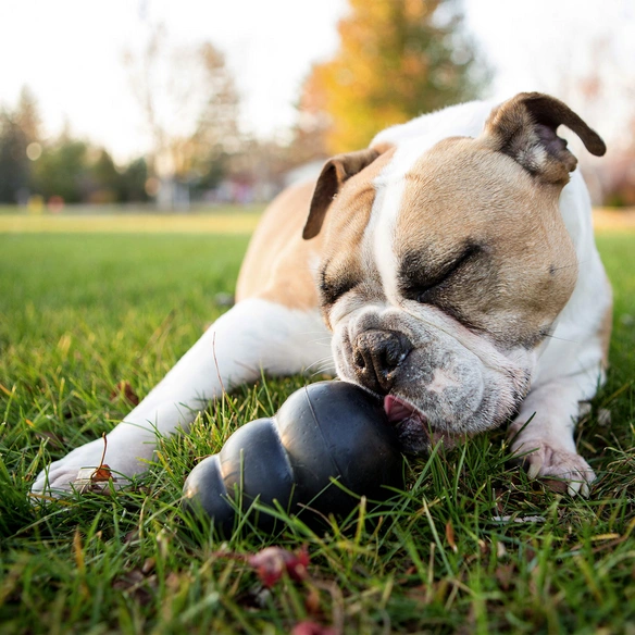 Hundespielzeug, mehrfarbig