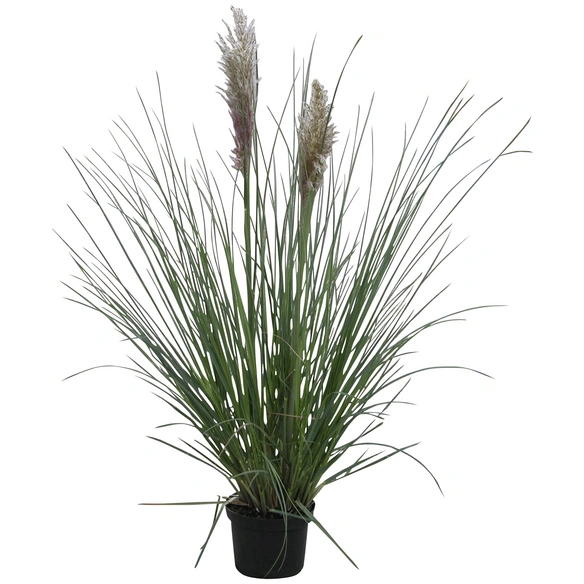 Kleines Pampasgras, selloana Cortaderia »Pumila«, Pflanzenhöhe: 0-0 cm, grau/silber