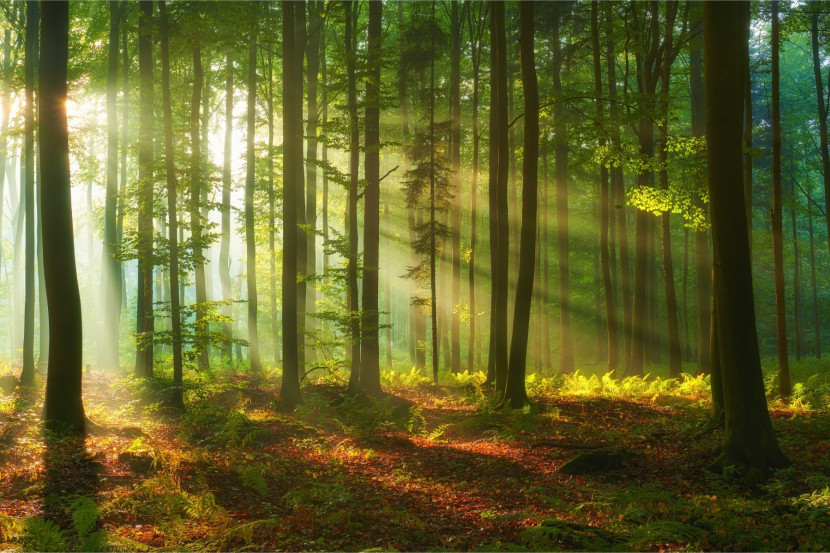 Fototapeta Krajobraz Drzewa NATURA Liście 90x60cm