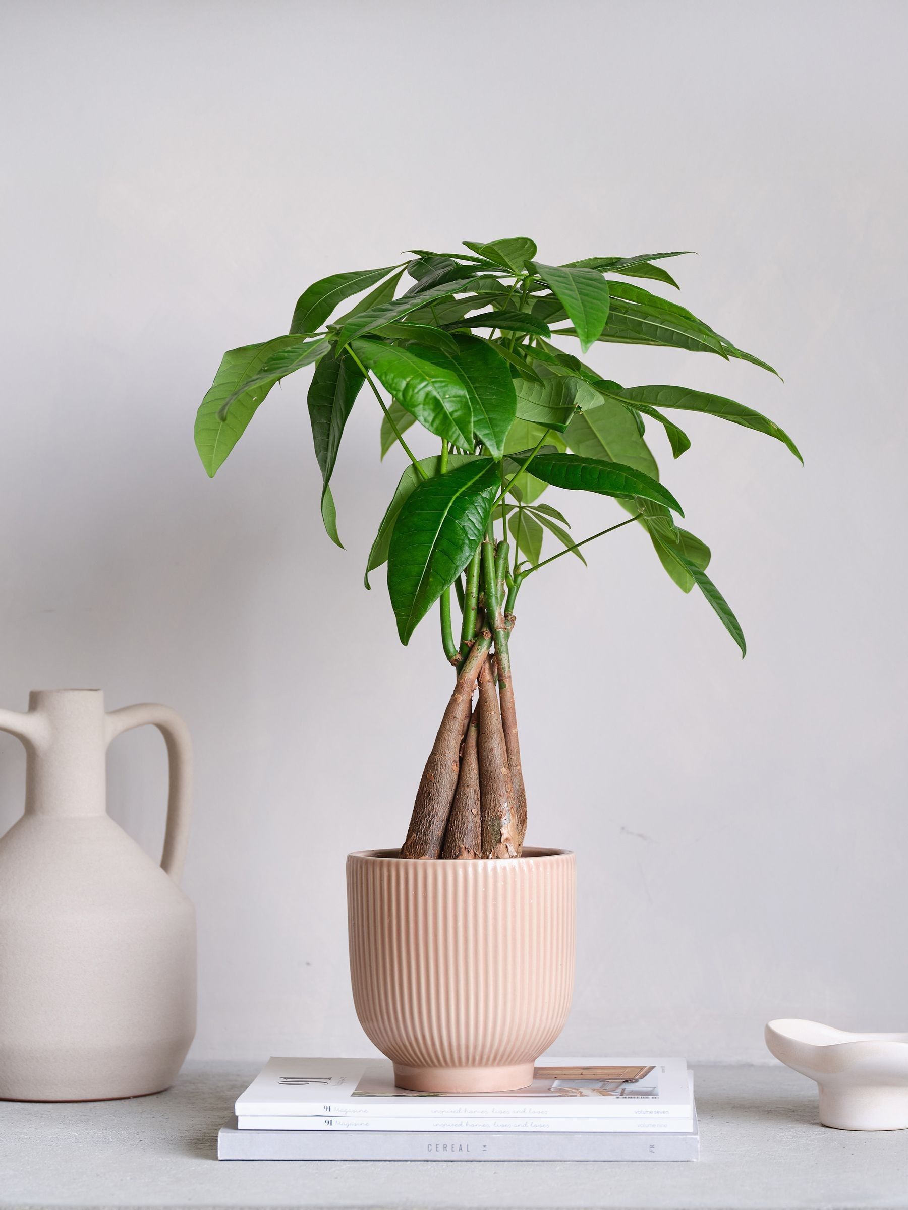 Beards & Daisies Pink Real Money Tree in Ribbed Pot