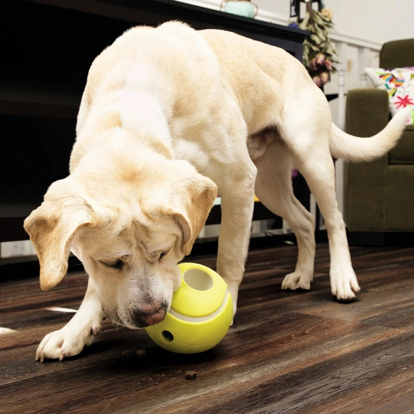 Hundespielzeug, mehrfarbig