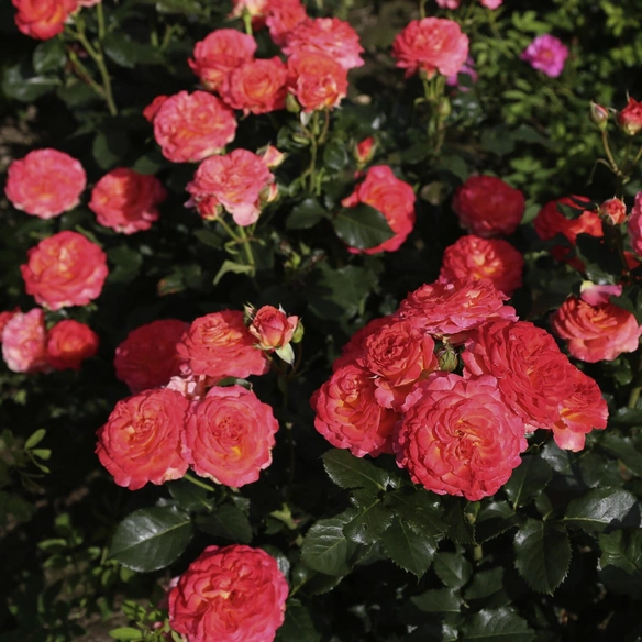 Edelrose, Rosa »Vulcano®«, Blüte: mehrfarbig, gut gefüllt