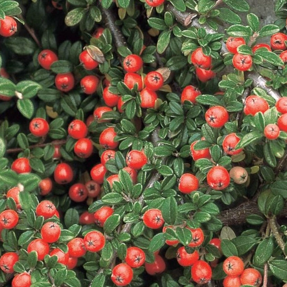 Zwergmispel, Cotoneaster dammeri »Eichholz«, weiß, winterhart