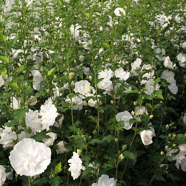 2 x Mauve en arbre - Hibiscus syriacus 'White Chiffon'- 40-60 cm pot