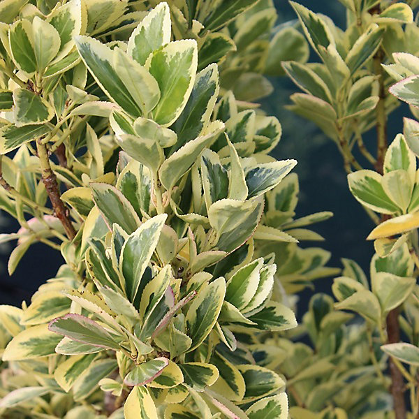 Fusain du Japon 'Bravo' - Euonymus japonicus 'Bravo'- 60-80 cm pot