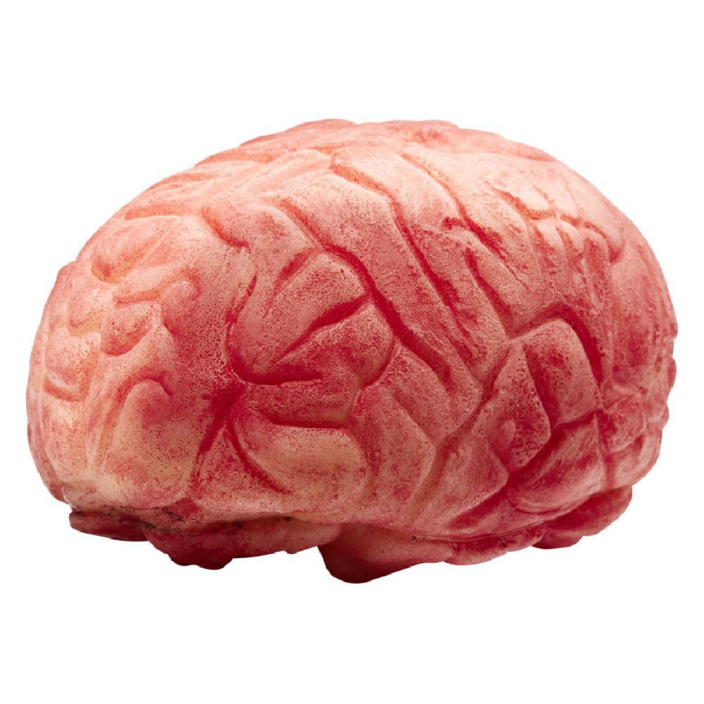 Faux cerveau en plastique