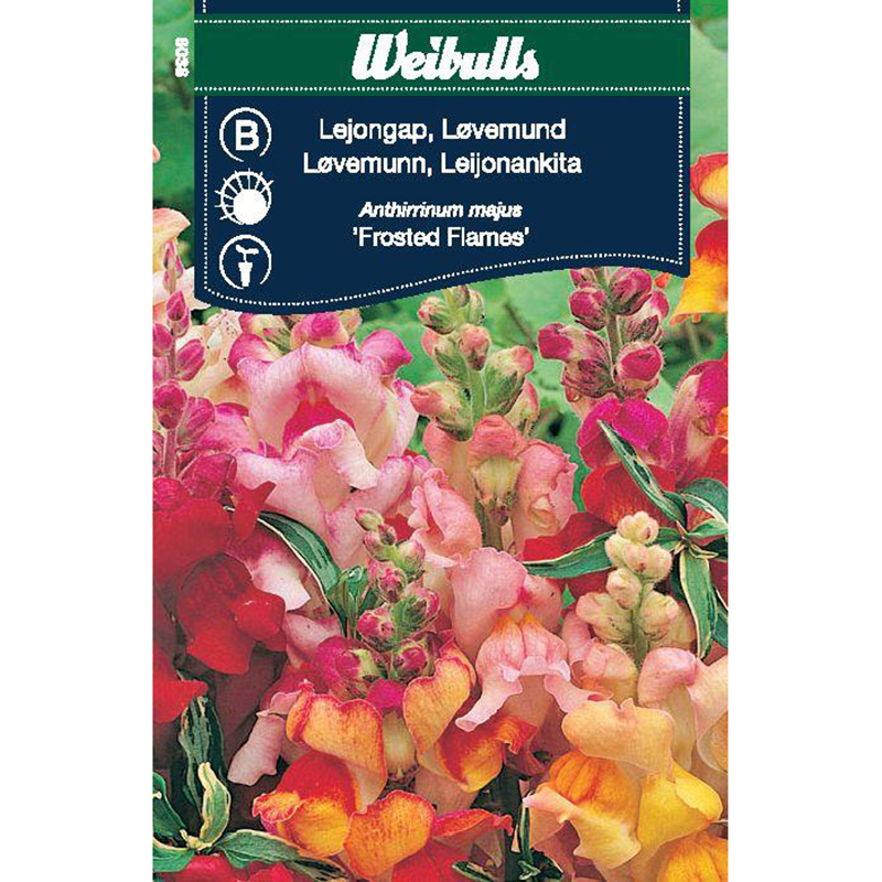 Lejongap 'Frosted Flames'