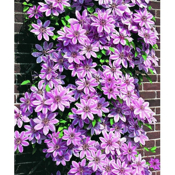 Waldrebe, Clematis »Nelly Moser«, Blüte: zweifarbig