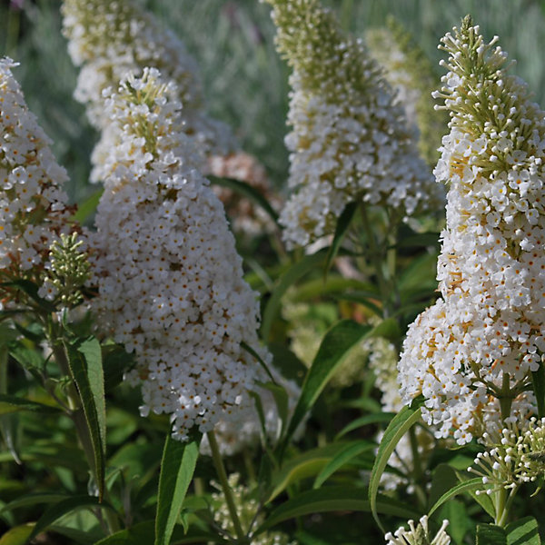 2 x Arbre aux papillons - Buddleja davidii 'White Profusion'- 40-60 cm pot