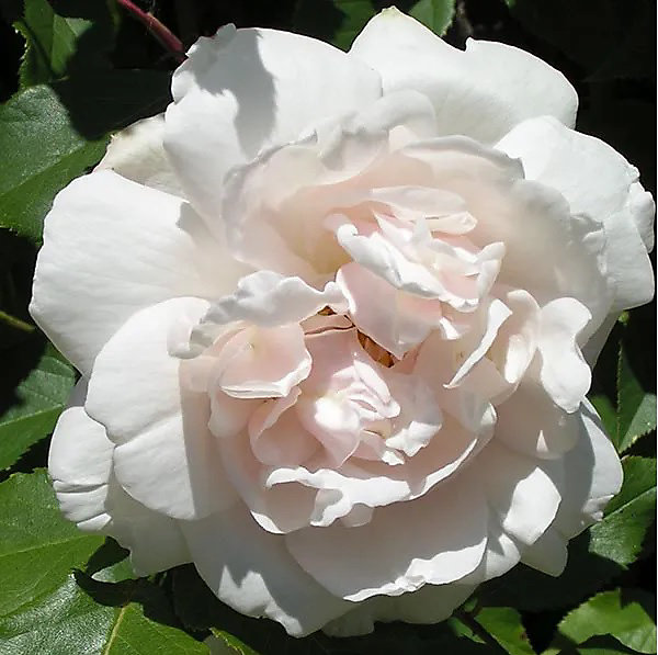 2 x Rosier grimpante - Rosa 'Madame Alfred Carriere'