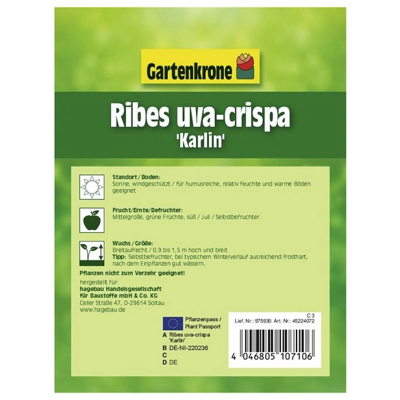 Stachelbeere, Ribes uva-crispa »Karlin«, Frucht: grün, zum Verzehr geeignet