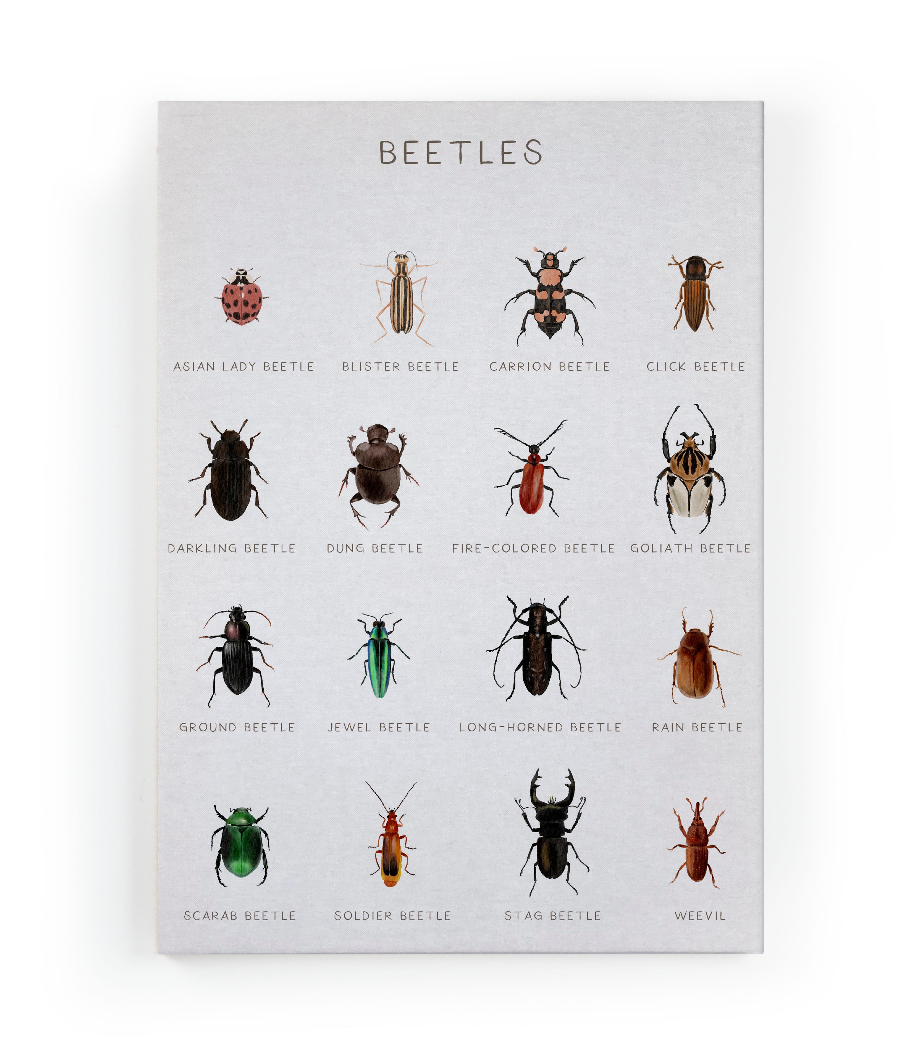 Canvas 60x40 Afdruk Beatles