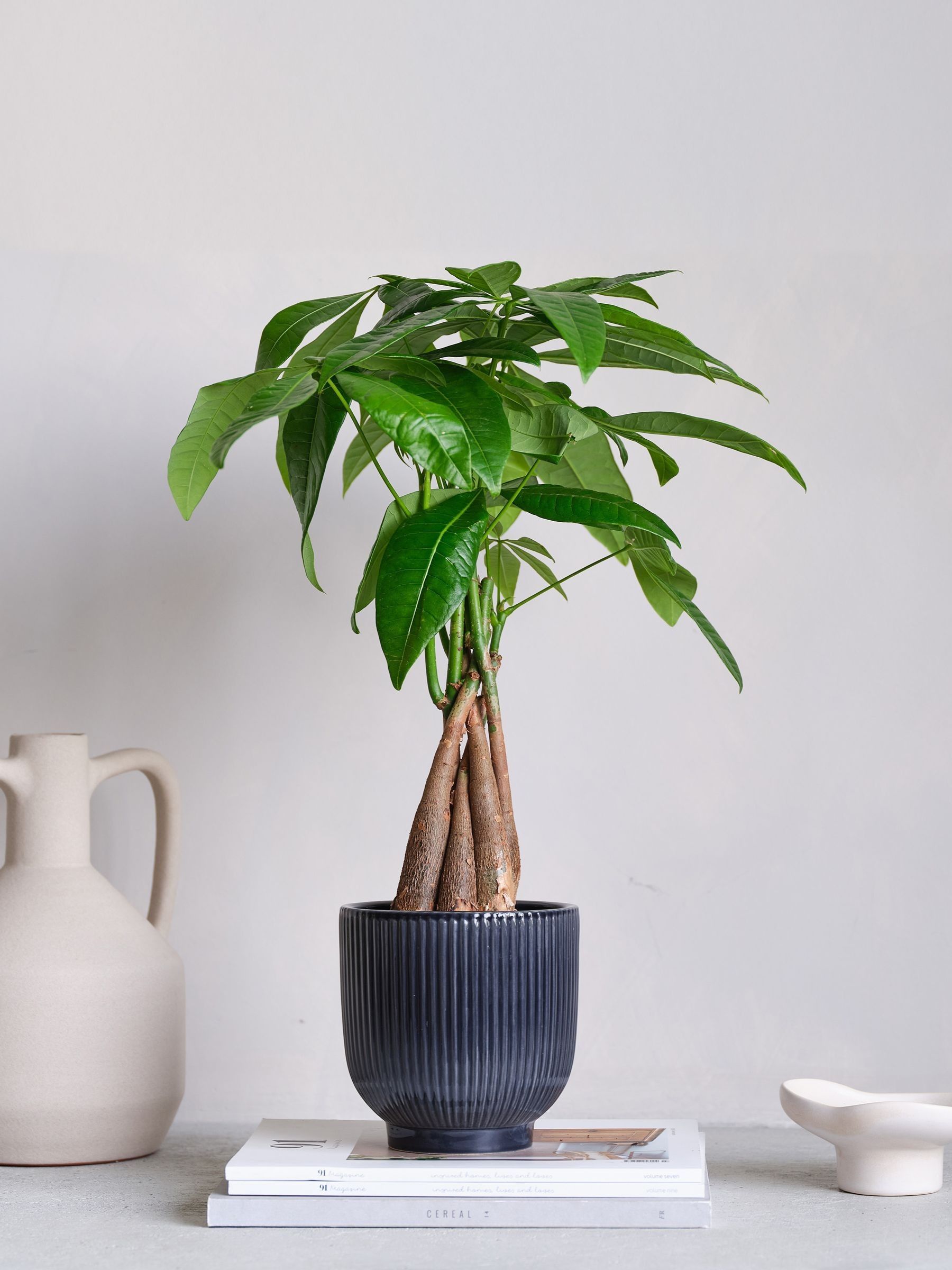 Beards & Daisies Navy Real Money Tree in Ribbed Pot