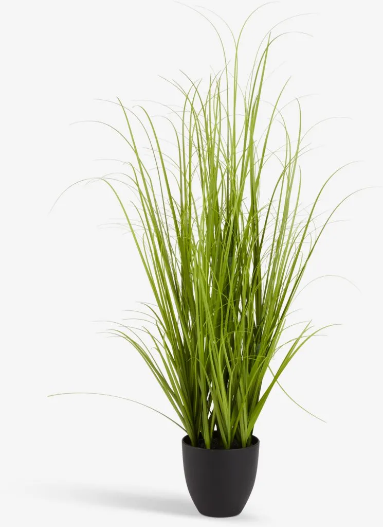 MARKUSFLUE