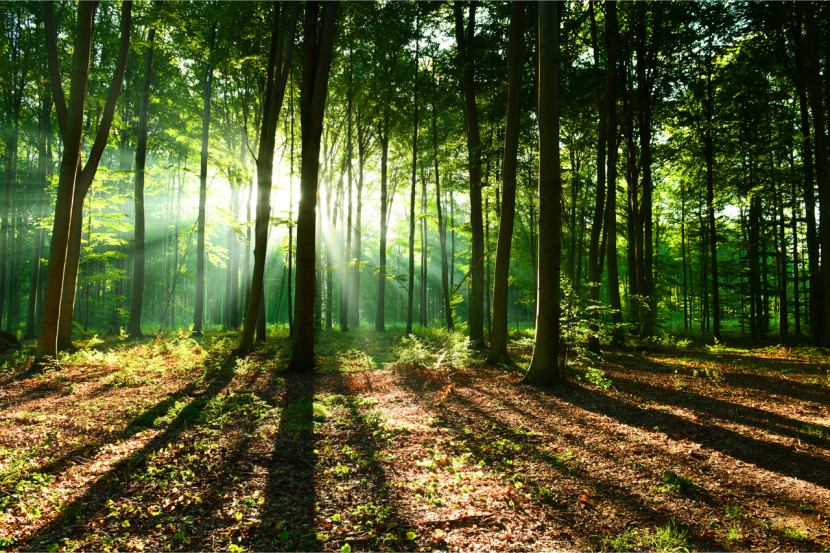 Fototapeta LAS W Promieniach Słońca Natura 90x60cm
