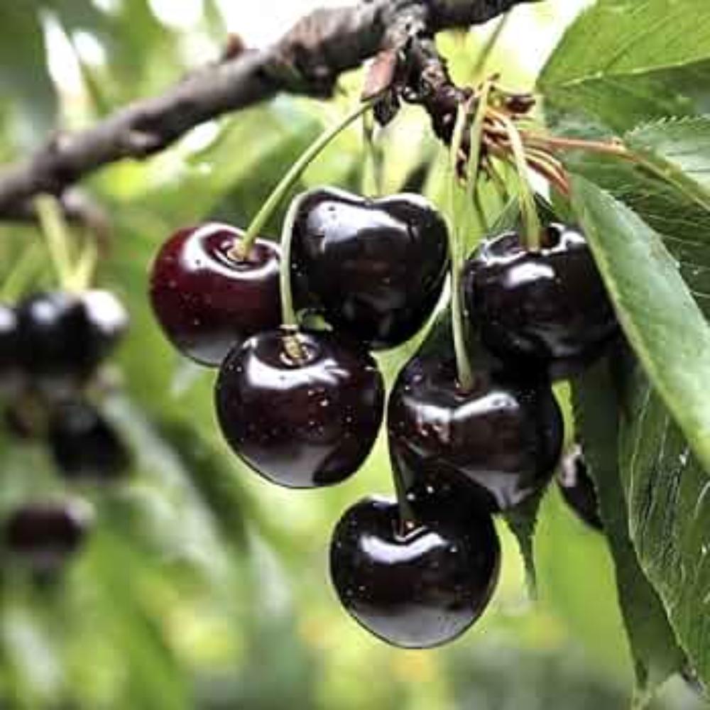 Black Cherry Tree, Live Fruit Tree 6-12