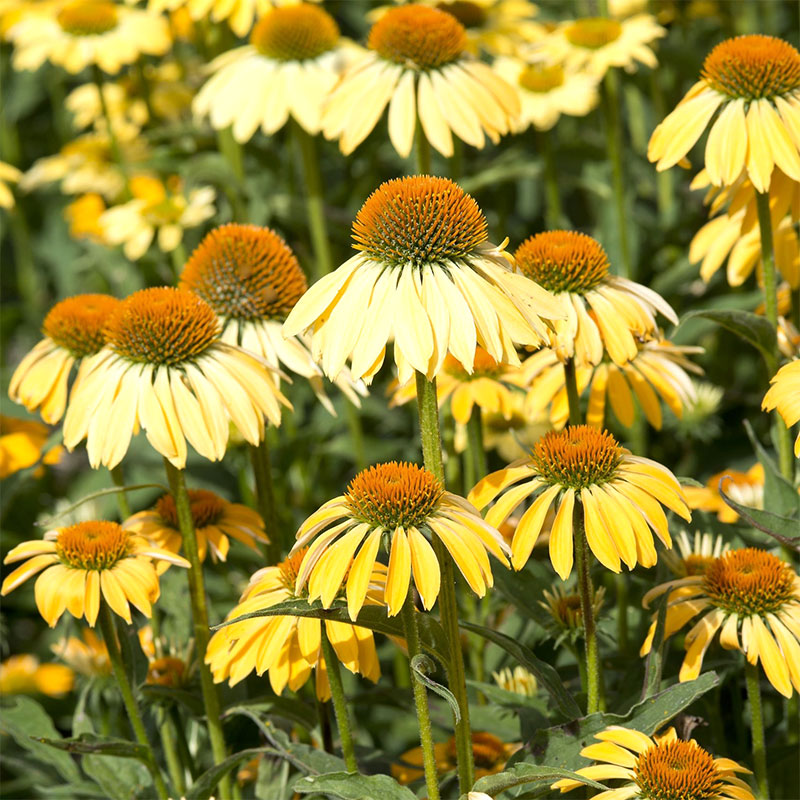 Solhatt 'Paradiso Yellow'
