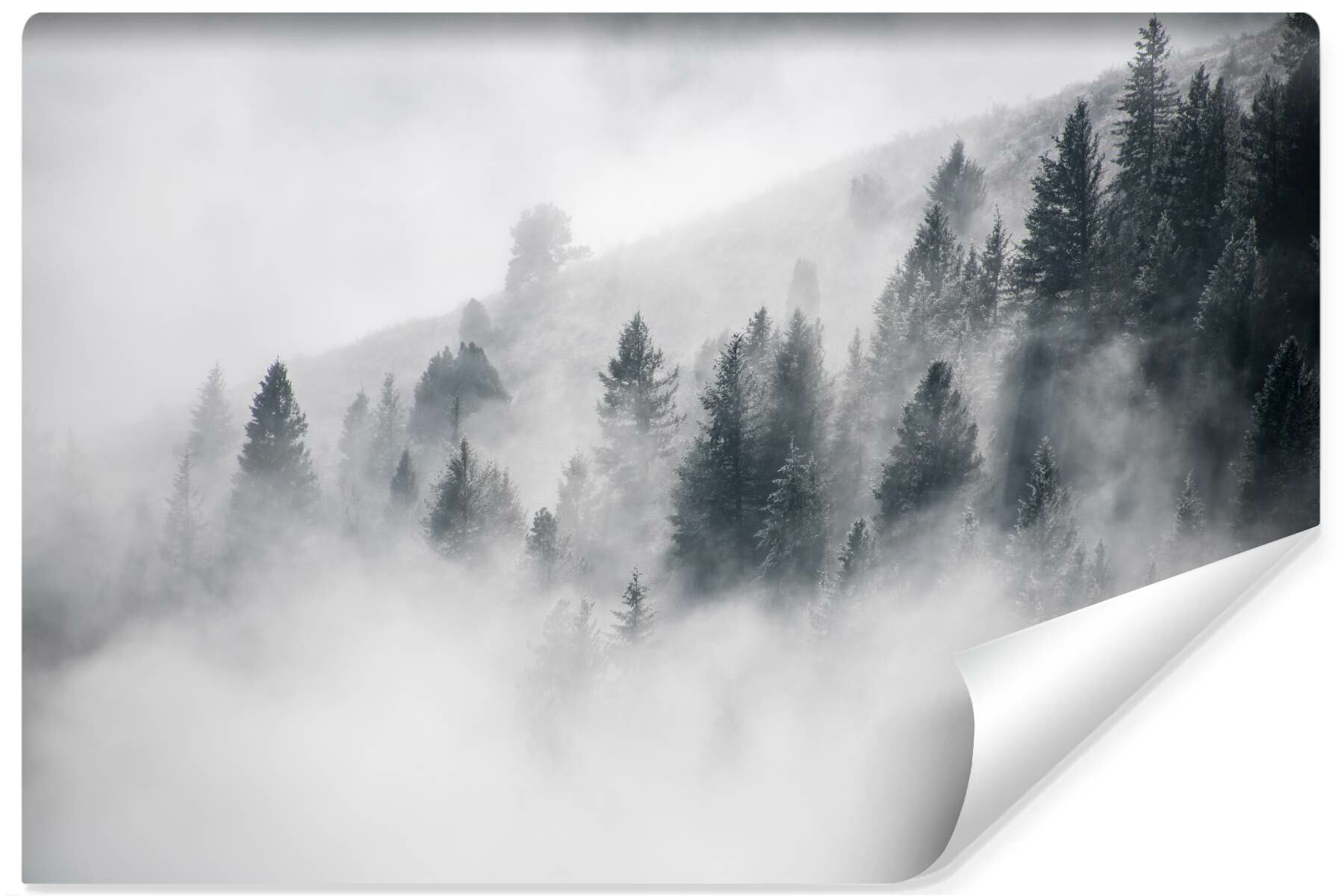 Fototapeta Do Salonu Las w Gęstej Mgle 3D 90x60cm