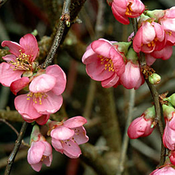 2 x Cognassier du Japon 'Pink Lady' - Chaenomeles superba 'Pink Lady'- 30-40 cm pot